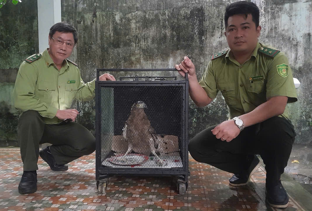 Bàn giao 3 cá thể động vật hoang dã quý hiếm cho kiểm lâm chăm sóc